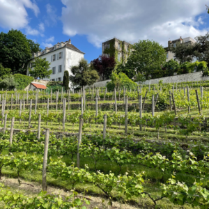 Vigne de Clos Montmartre